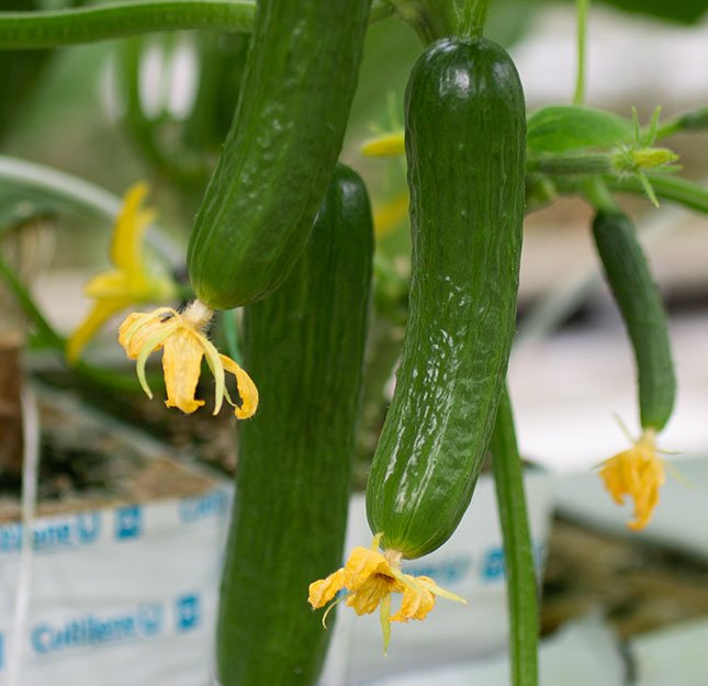 cutecumber gallery bottom right