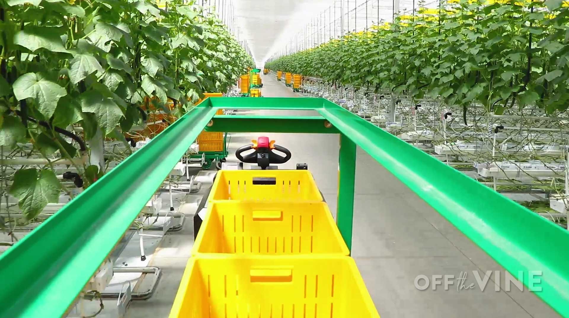 off the vine episode 2 header image