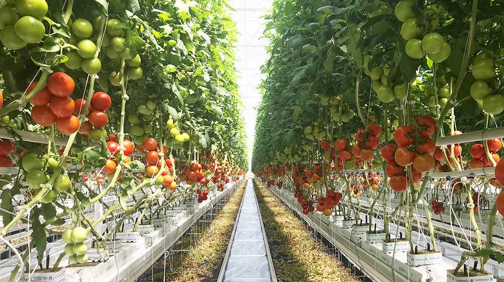 ohio tomatoes towering index image