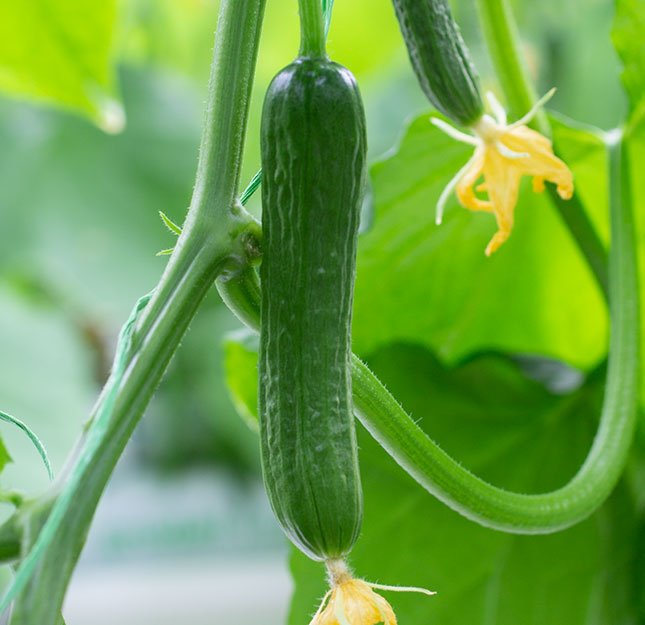 mini cucumber gallery bottom right