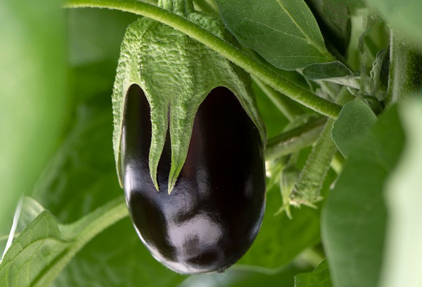 eggplant gallery top left