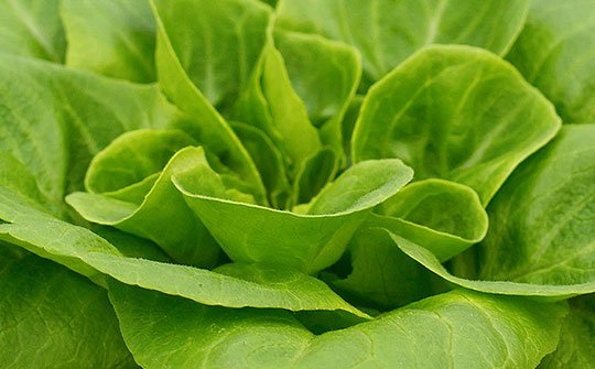 lettuce gallery bottom middle