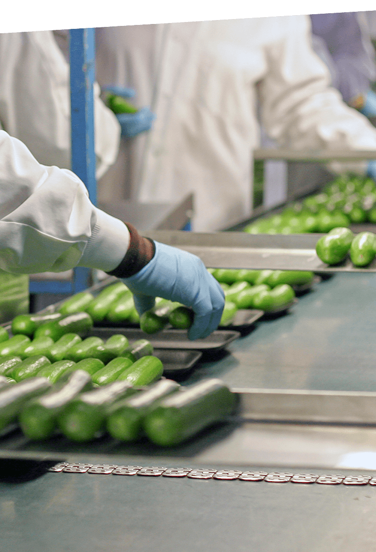 food safety left image new 2