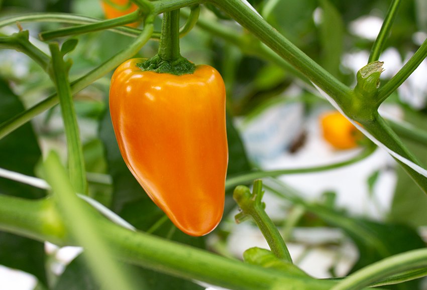 Senza-Seedless-Sweet-Peppers_TOP-LEFT_img