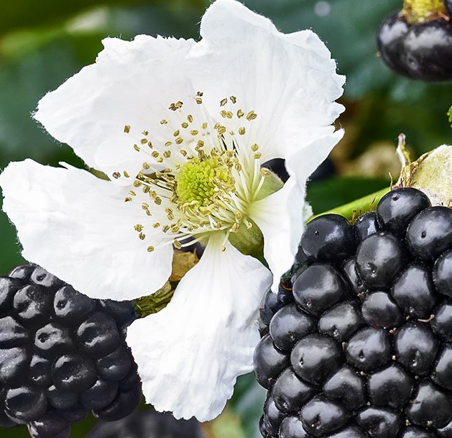 Smuccies-Blackberries_BOTTOM-RIGHT_img_rev11.jpg