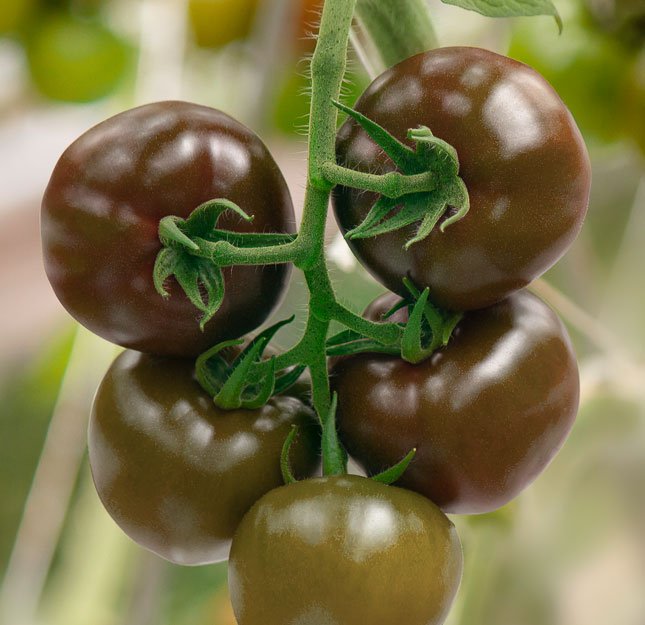 terreno gallery bottom right