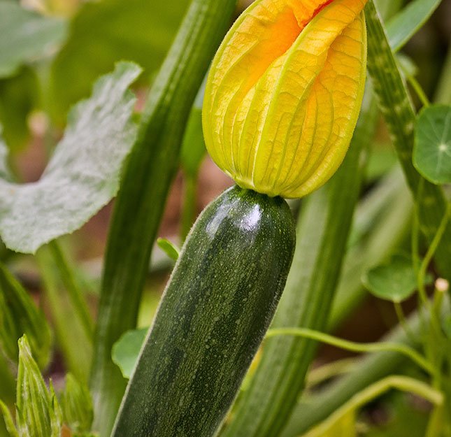 zukies mini zucchini bottom right img