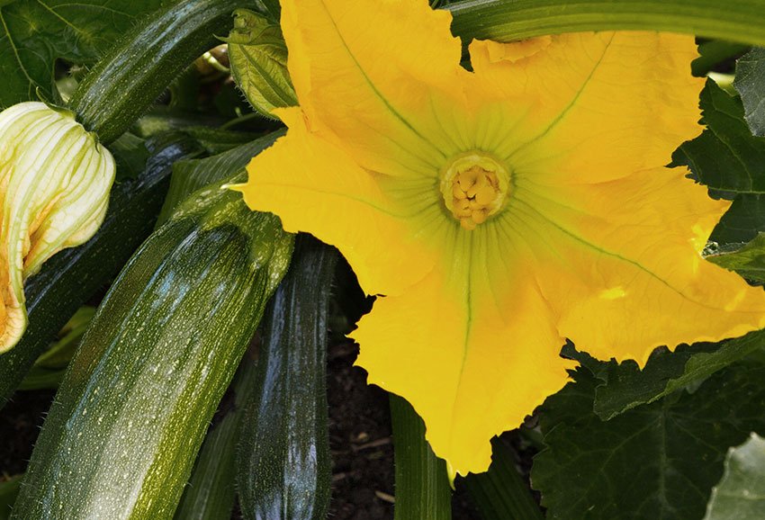 zukies mini zucchini top left img