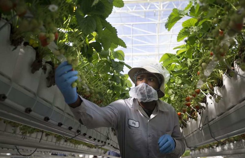 Employee O’Neil Francis picks strawberries.